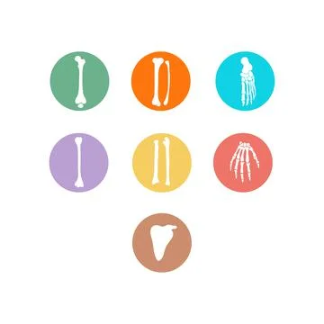 Anatomical orthopedic human bones vector icon set Stock Illustration