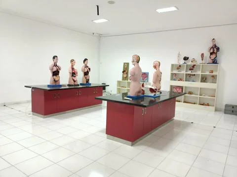 An Anatomical Phantom : Accurate Simulation to Explore Health Science Foto stock