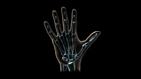 Anatomical Precision: Stylized 3D Skeletal Hand Stock Footage 339275144