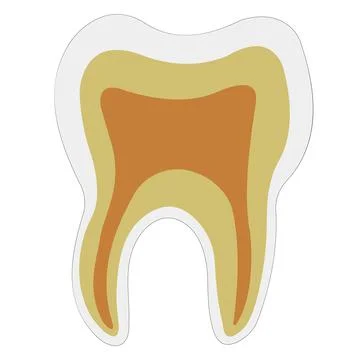 Anatomical shape tooth dentin Enamel pulp, vector logo teeth structure for Stock Illustration