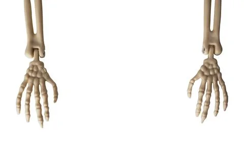 Anatomical Skeleton Hands on White Background Showcasing Bony Structure and Stock Photos