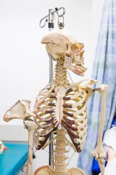 Anatomical skeleton looking away Stock Photos