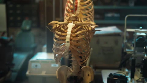The anatomical skeleton of a man with ribs stands in a dark room. Stock Footage 330194118