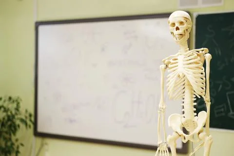 Anatomical skeleton model displayed in classroom, surrounded by educational Stock Photos