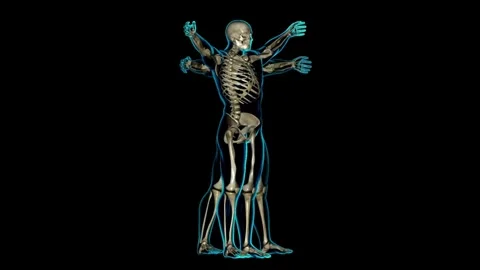 Anatomical-Skeleton-Muscles Stock Footage 314111402