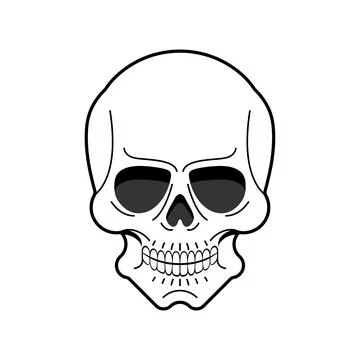 Anatomical skull isolated. skeleton head Vector illustration Stock Illustration