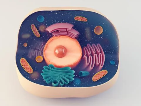 Anatomical structure of animal cell Stockillustratie