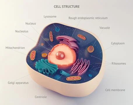 Anatomical structure of animal cell Stock Illustration