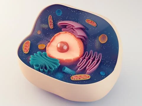 Anatomical structure of animal cell Illustrazione stock