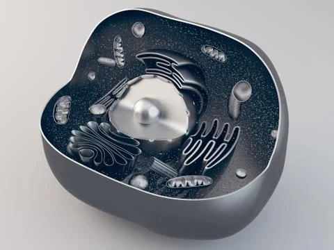 Anatomical structure of animal cell Stock Illustration