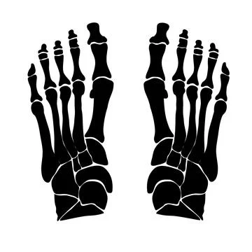 Anatomical structure of the bones of the foot. Black silhouette. Vector Stock Illustration