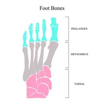Anatomical structure of the bones of the foot. Vector illustration. Stock Illustration