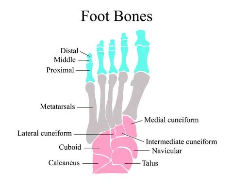 Anatomical structure of the bones of the foot. Vector illustration. Stock Illustration