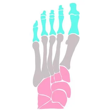Anatomical structure of the bones of the foot. Vector illustration. Stock Illustration