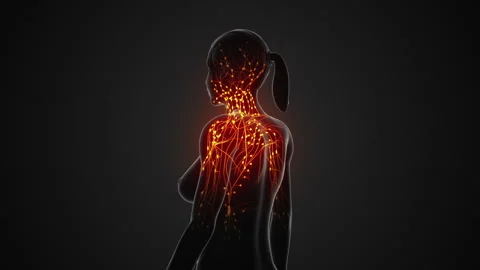 Anatomical structure of the female lymphatic system Stock Footage 253970568