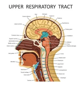 Anatomical structure of the head and neck. Stock Illustration
