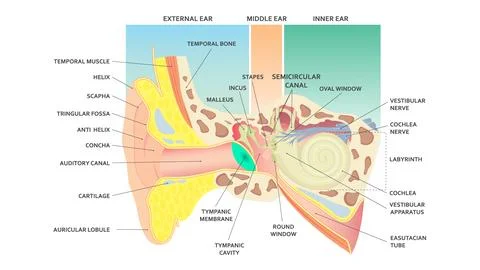 The anatomical structure of the human ear. Hear. Medic Stock Illustration