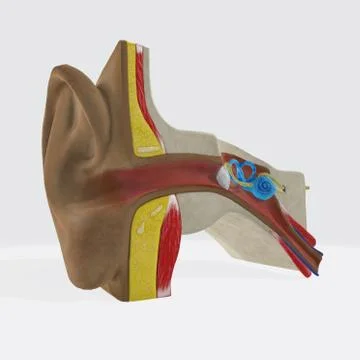 Anatomical structure of the human ear Stock Illustration