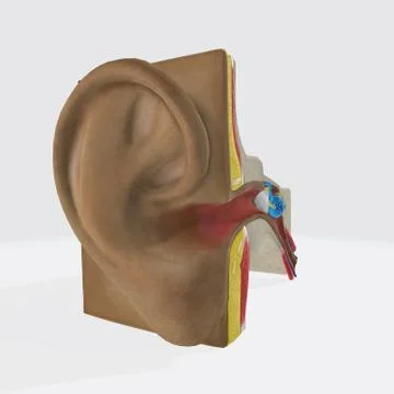 Anatomical structure of the human ear Stock Illustration