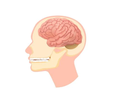 Anatomical structure human head illustration. Skull in section with brain and Stock Illustration