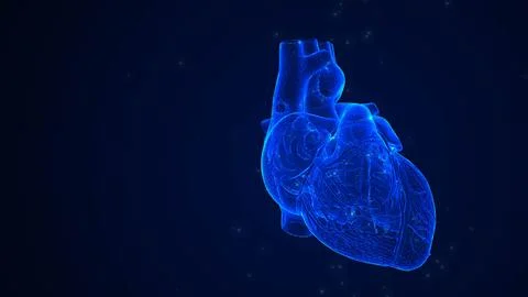 Anatomical Structure of the Human Heart Stock Illustration