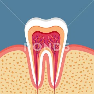 Anatomical structure of a human tooth. イラスト素材