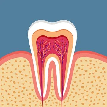 Anatomical structure of a human tooth. Stock Illustration