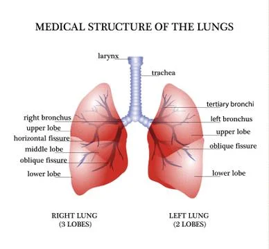 The anatomical structure of the lungs Stock Illustration