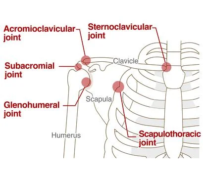 Anatomical structure of the shoulder joint Relationship between the clavicl.. Stock-Illustration
