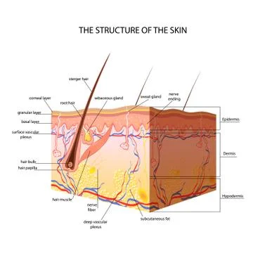 The anatomical structure of the skin Stock Illustration