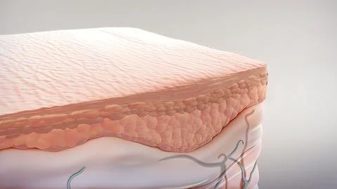 Anatomical structure of the skin Stock Illustration