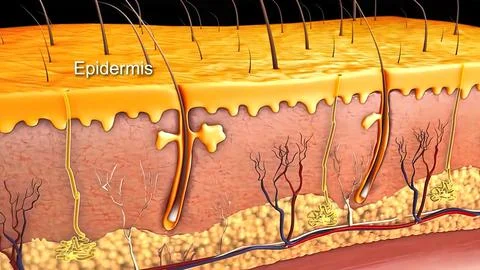 Anatomical structure of the skin Stock Illustration