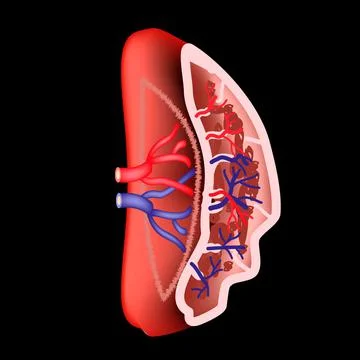 Anatomical structure of the spleen. Vector illustration. Stock Illustration