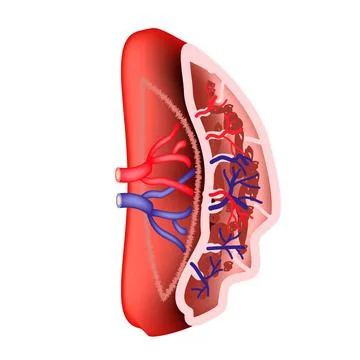 Anatomical structure of the spleen. Vector illustration on isolated background Illustrazione stock