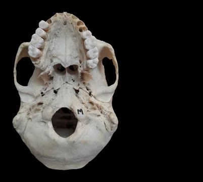 Anatomical Study: Base of Human Skull on Black Background Stock Photos