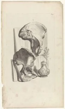Anatomical study of the hip. At the top right numbered T. 99. Copyright: x... Stock Photos