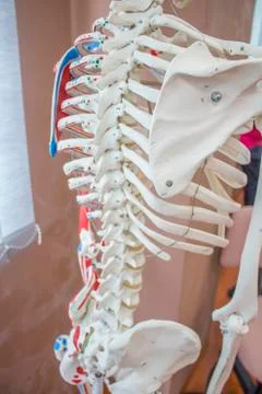 Anatomical study skeleton for the posterior upper body. Stock Photos