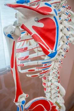 Anatomical study skeleton for upper body labelled. Stock Photos