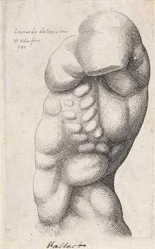 Anatomical study of the torso of a man, seen from aside .. Copyright: xpie... Stock Photos