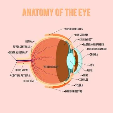 Anatomical system of the human eye Stock Illustration
