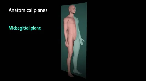 Anatomical terms 3D animation. 스톡 동영상 41291603