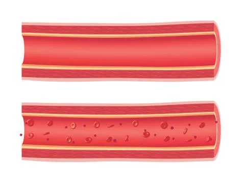 Anatomical vessels Stock Illustration