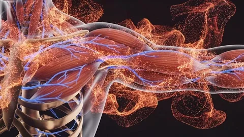 Anatomical view of human muscular system with glowing energy simulation vis.. Stock Footage 335219589