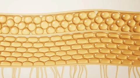 Anatomical visualization of skin layers showing cell structure and fat cell.. Stock Footage 332227191