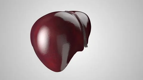 Anatomically accurate realistic 3d animation of human internal organ - liver Stock Footage 154672995