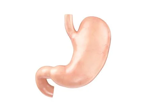 Anatomically accurate realistic 3d illustration of human internal organ - Stock Illustration