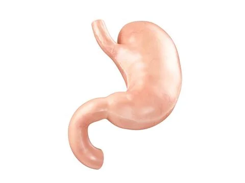 Anatomically accurate realistic 3d illustration of human internal organ - Stock Illustration