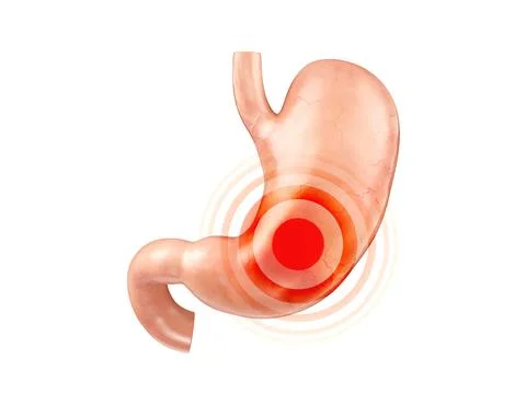 Anatomically accurate realistic 3d illustration of human internal organ - Illustrazione stock