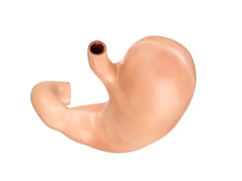 Anatomically accurate realistic 3d illustration of human internal organ - Stock Illustration