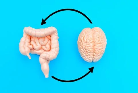 Anatomically Correct Brain and Guts Models with Circular Arrows Stock Photos